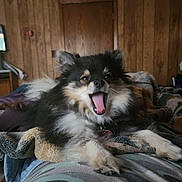 Hershey is registered to the contest to win money with this photo: animal, bedroom, blanket, canine, collar, cozy, cute, dog, domestic_animal, fluffy, fur, furniture, indoor, lying_down, mouth_open, pet, relaxed, resting, wooden_wall, yawning