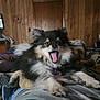 animal, bedroom, blanket, canine, collar, cozy, cute, dog, domestic_animal, fluffy, fur, furniture, indoor, lying_down, mouth_open, pet, relaxed, resting, wooden_wall, yawning