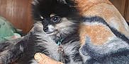 Hershey is registered to the contest to win money with this photo: animal, black_and_white, blanket, collar, cozy, cute, dog, door, fur, furry, home, indoor, lying_down, pet, plush, puppy, relaxed, small_dog, toy, wooden_wall