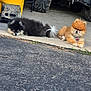 animal, black_and_white, brown, canine, collar, concrete, cute, dog, domestic_animal, fluffy, furry, garage, lying_down, outdoor, paw, pet, pomeranian, resting, small_dog, two_dogs