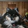 animal, black_and_white, blanket, collar, cozy, cute, dog, ears, eyes, face, fluffy, fur, indoor, lying_down, nose, pet, portrait, small_dog, tag, wood_paneling