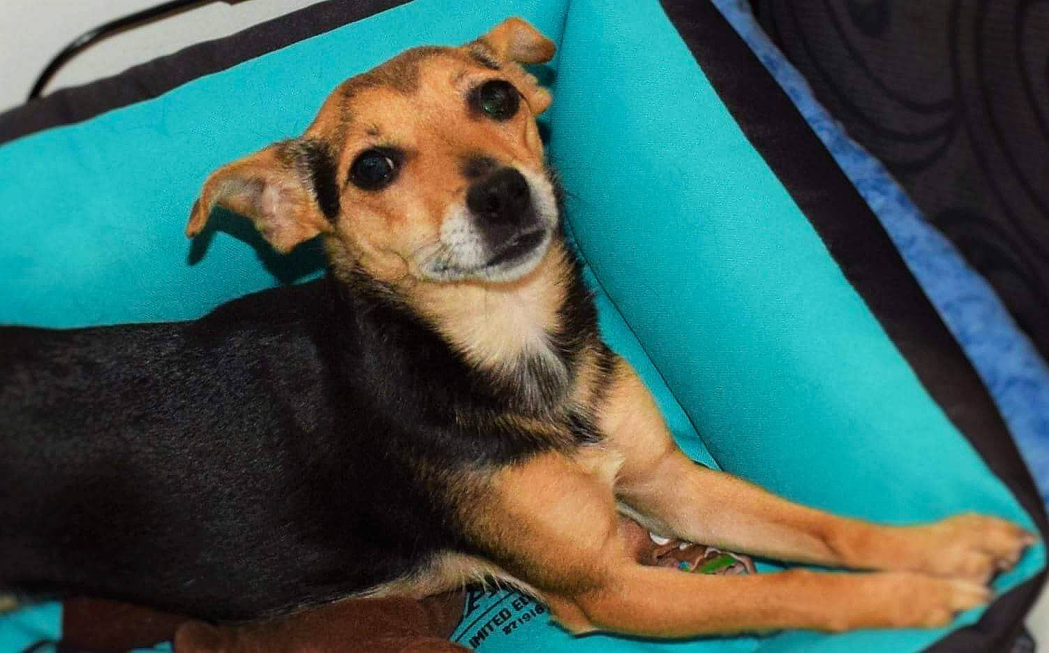 Pepette a rejoint le concours — aidez-le/la à gagner de superbes lots ! aircraft, blue, canidae, carnivore, companion_dog, couch, dog, dog_breed, dog_supply, fawn, fur, hound, paw, snout, sporting_group, terrestrial_animal, toy_dog, whiskers, working_dog