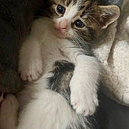 Gizmo is registered to the contest to win money with this photo: kitten, cat, animal, pet, furry, cute, lying_down, white, brown, black, soft, cozy, blanket, indoors, young, small, paw, whiskers, sleepy, closeup