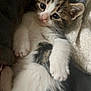 kitten, cat, animal, pet, furry, cute, lying_down, white, brown, black, soft, cozy, blanket, indoors, young, small, paw, whiskers, sleepy, closeup