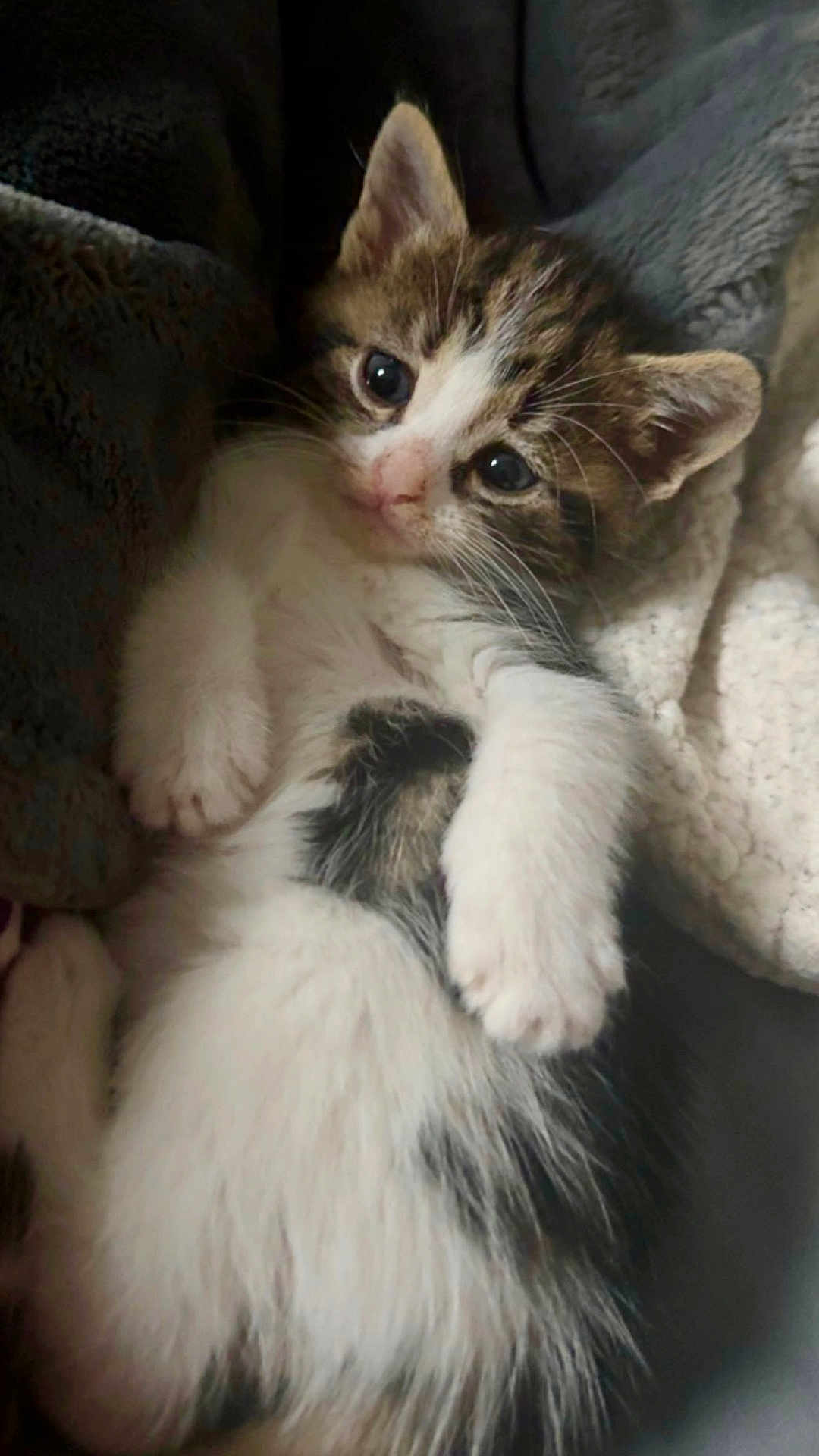 Gizmo