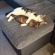 Tommy joined the competition — help win amazing prizes! cat, cats, sofa, couch, furniture, indoor, pets, sleeping, cozy, resting, tabby_cat, white_cat, carpet, remote_control, home, living_room, cute, animal, companion, nap