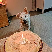 Nesquik participe au concours pour gagner de l'argent avec cette photo : animal, birthday_candle, cabinet, cake, celebration, crepes, curious, cute, dog, fluffy, food, home, indoor, kitchen, lamp, light, pet, table, white_dog, wooden_floor