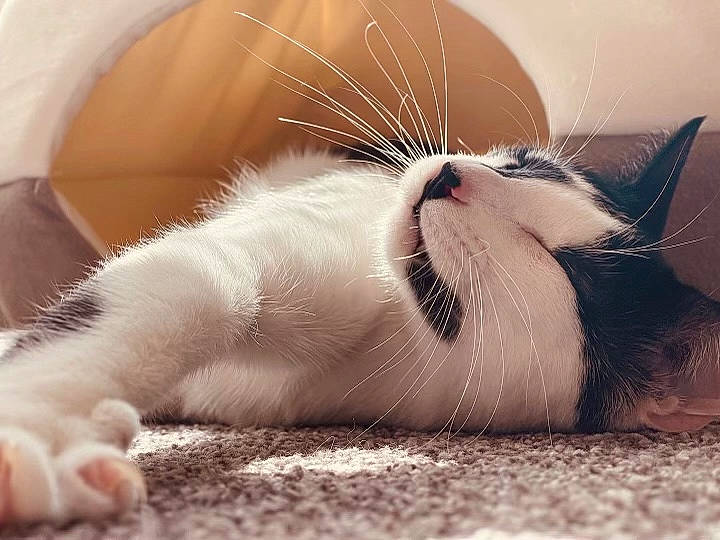 Lewis joined the competition — help win amazing prizes! carnivore, cat, claw, comfort, domestic_short_haired_cat, ear, eye, fang, fawn, felidae, foot, fur, head, human_body, paw, small_to_medium_sized_cats, snout, tail, whiskers, yawn