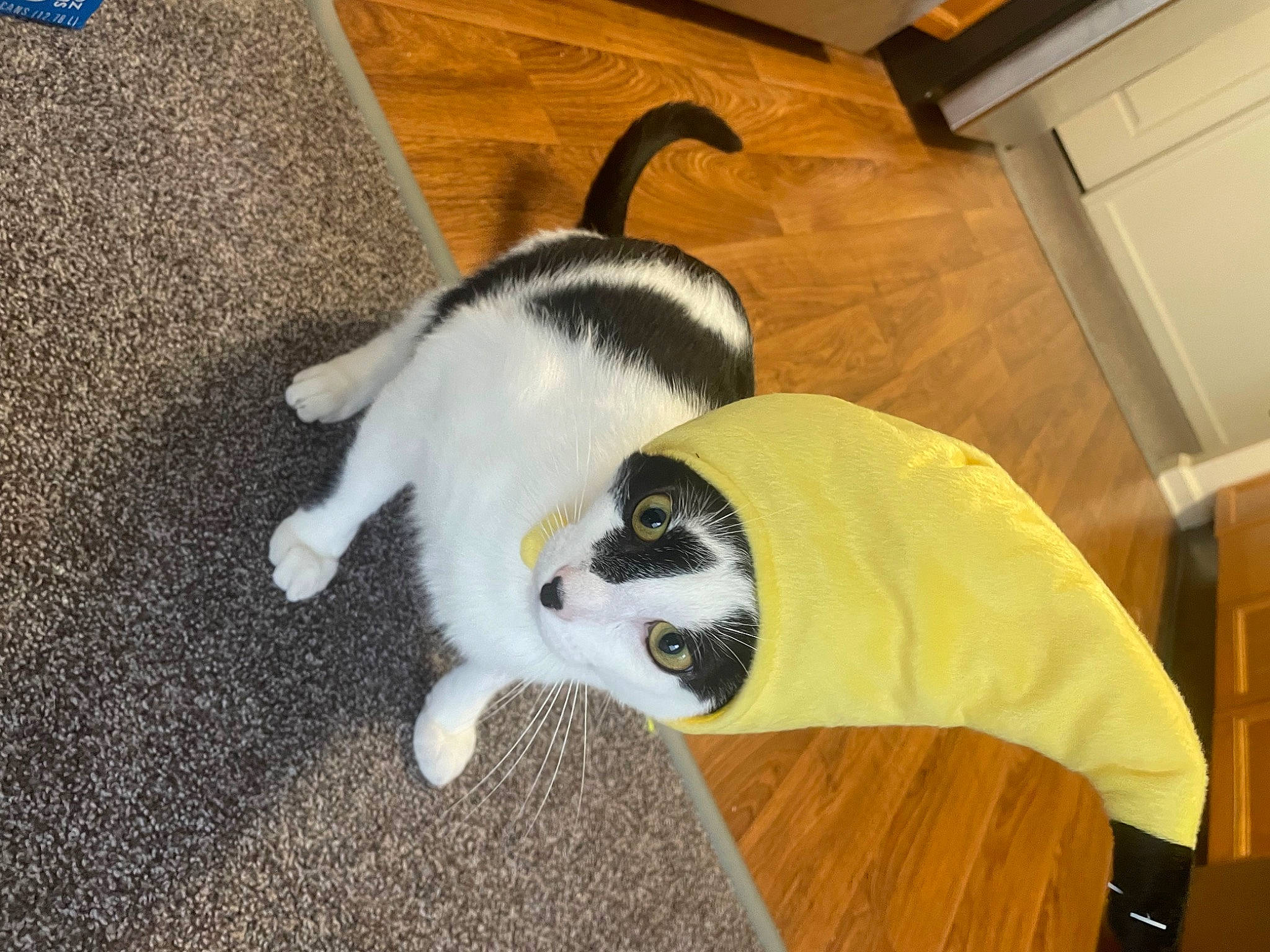 Lewis joined the competition — help win amazing prizes! canidae, carnivore, cat, comfort, companion_dog, dog_breed, domestic_short_haired_cat, fawn, felidae, floor, flooring, fur, hardwood, paw, small_to_medium_sized_cats, snout, sporting_group, tail, whiskers, wood