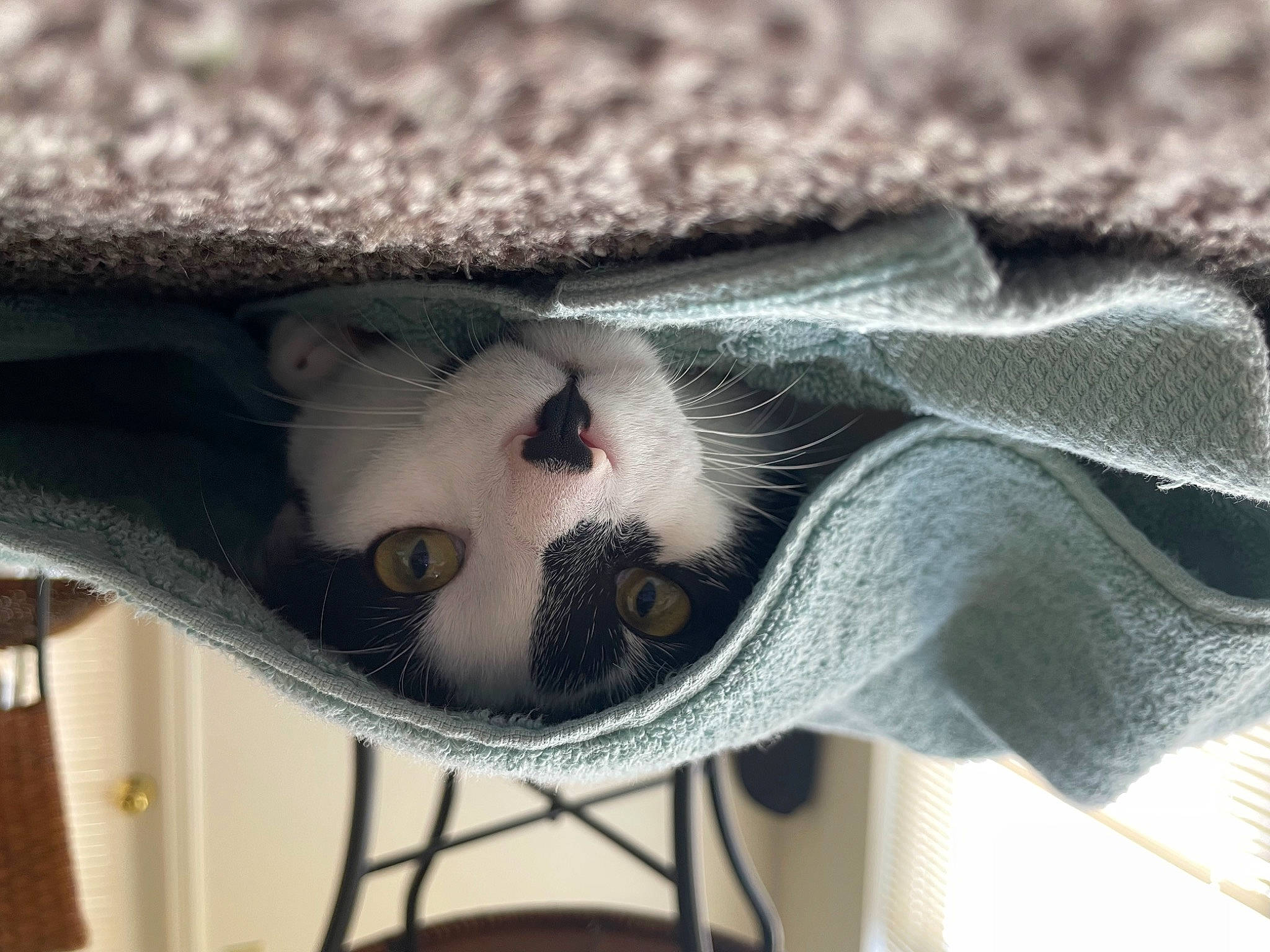 Lewis is registered to the contest to win money with this photo: birman, carmine, carnivore, cat, comfort, domestic_short_haired_cat, eyelash, fashion_accessory, felidae, foot, fur, grey, leg, paw, siamese, small_to_medium_sized_cats, snout, tail, tree, whiskers