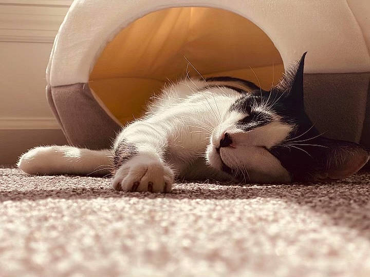 Lewis joined the competition — help win amazing prizes! carnivore, cat, close_up, comfort, domestic_short_haired_cat, ear, felidae, floor, flooring, foot, hand, human_body, human_leg, leg, nose, small_to_medium_sized_cats, snout, tail, whiskers, wood