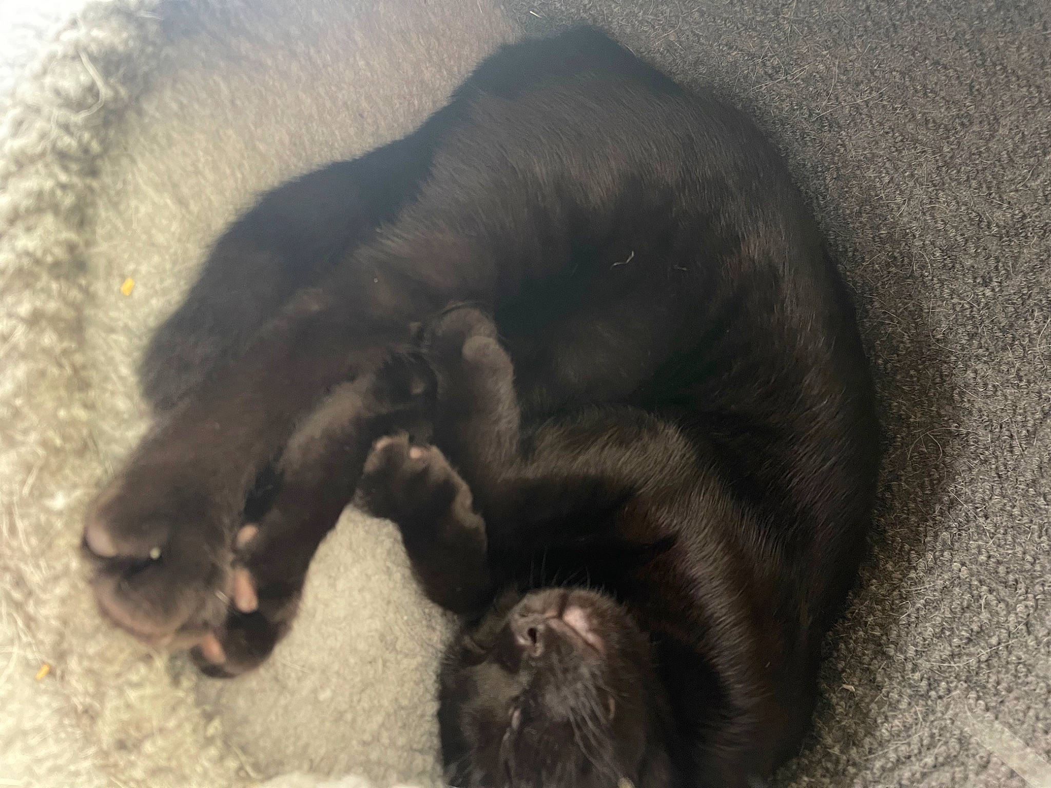 Maggie joined the competition — help win amazing prizes! canidae, carnivore, cat, claw, comfort, dog_breed, fawn, felidae, fur, liver, nap, paw, sleep, small_to_medium_sized_cats, snout, sporting_group, tail, terrestrial_animal, whiskers, working_animal