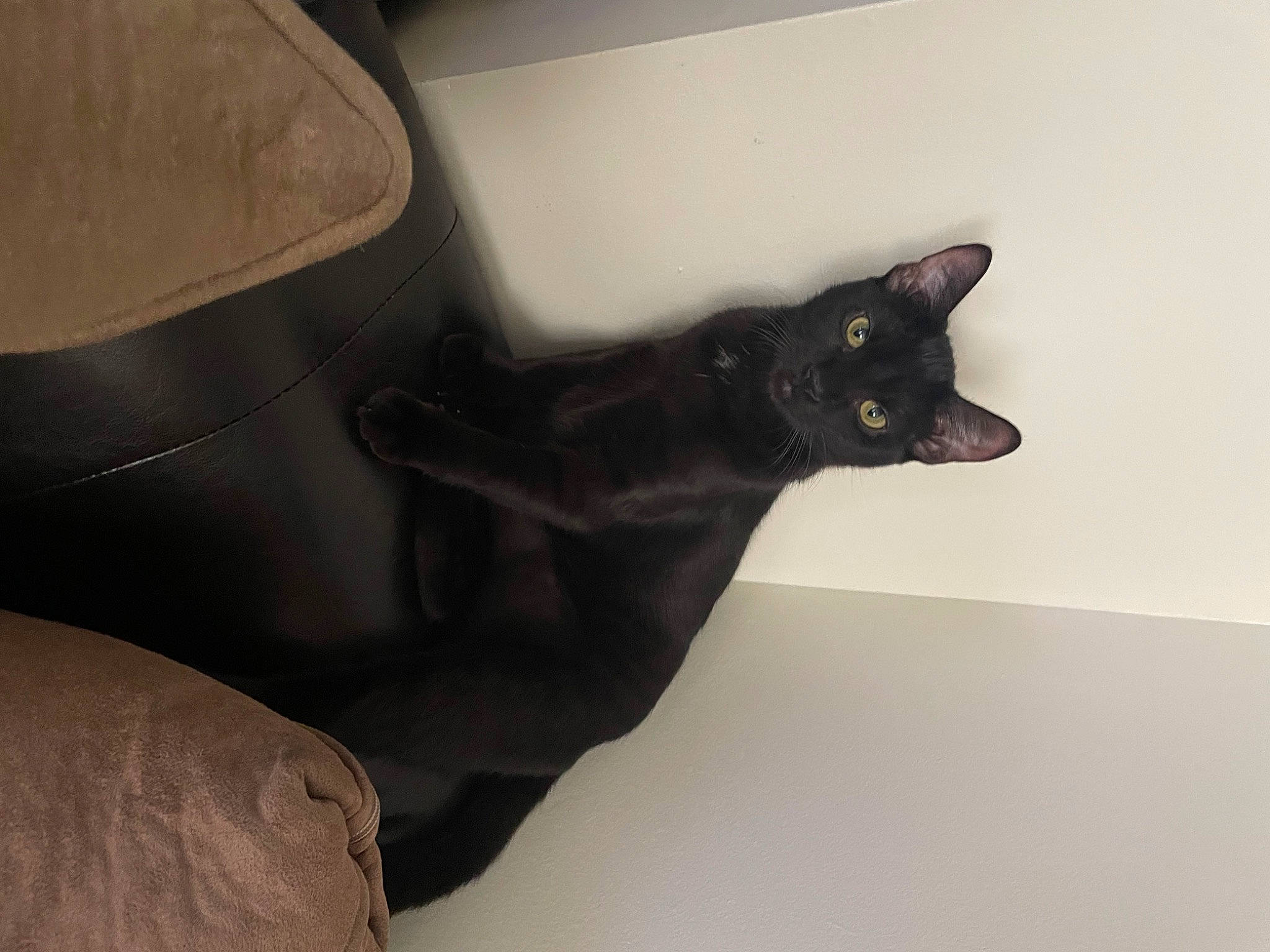 Maggie is registered to the contest to win money with this photo: black_cat, bombay, carmine, carnivore, cat, comfort, domestic_short_haired_cat, felidae, flooring, fur, small_to_medium_sized_cats, snout, tail, whiskers, wood