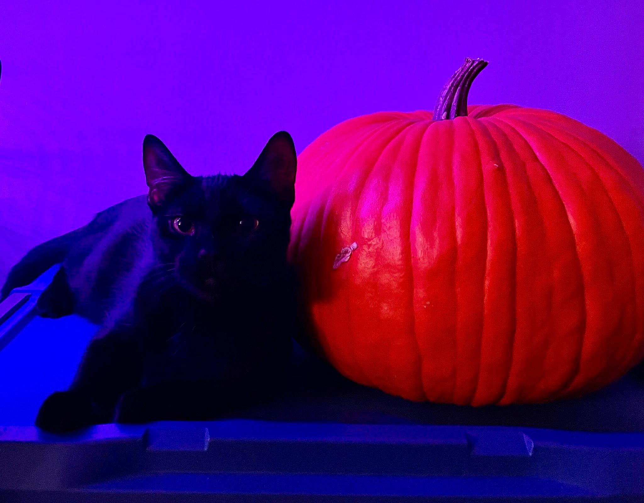 Maggie is registered to the contest to win money with this photo: black, calabaza, carnivore, cat, cucurbita, electric_blue, felidae, gourd, magenta, natural_foods, plant, pumpkin, purple, small_to_medium_sized_cats, squash, tints_and_shades, vegetable, violet, whiskers, winter_squash