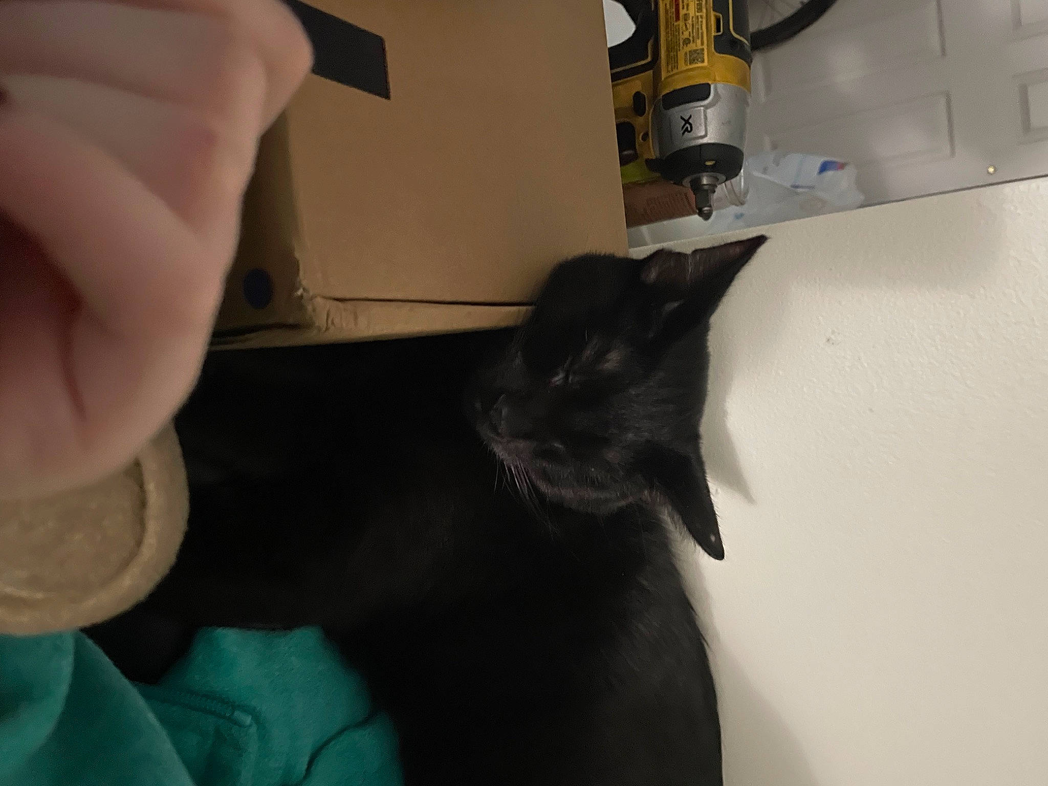 Maggie joined the competition — help win amazing prizes! black_cat, carnivore, cat, comfort, dog_breed, domestic_short_haired_cat, felidae, flooring, foot, fur, gesture, hardwood, human_leg, nail, room, small_to_medium_sized_cats, snout, tail, whiskers, wrist