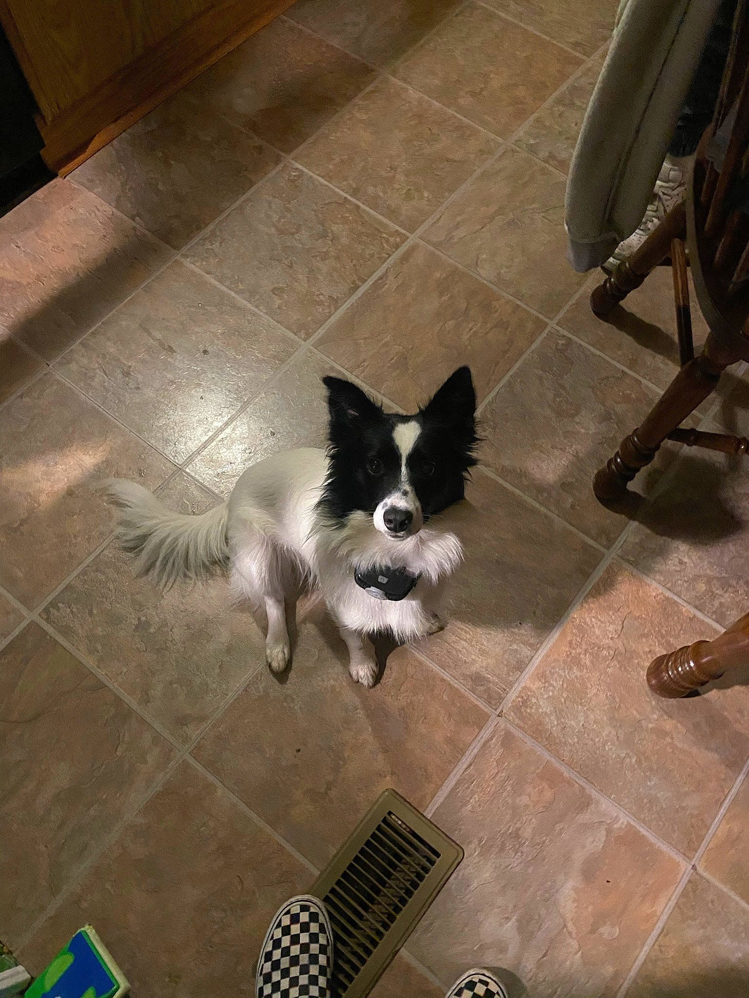 Bailey is registered to the contest to win money with this photo: carnivore, companion_dog, dog, dog_breed, fawn, felidae, floor, flooring, grey, hardwood, laminate_flooring, road_surface, sidewalk, small_to_medium_sized_cats, snout, tail, toy_dog, whiskers, wood, working_animal