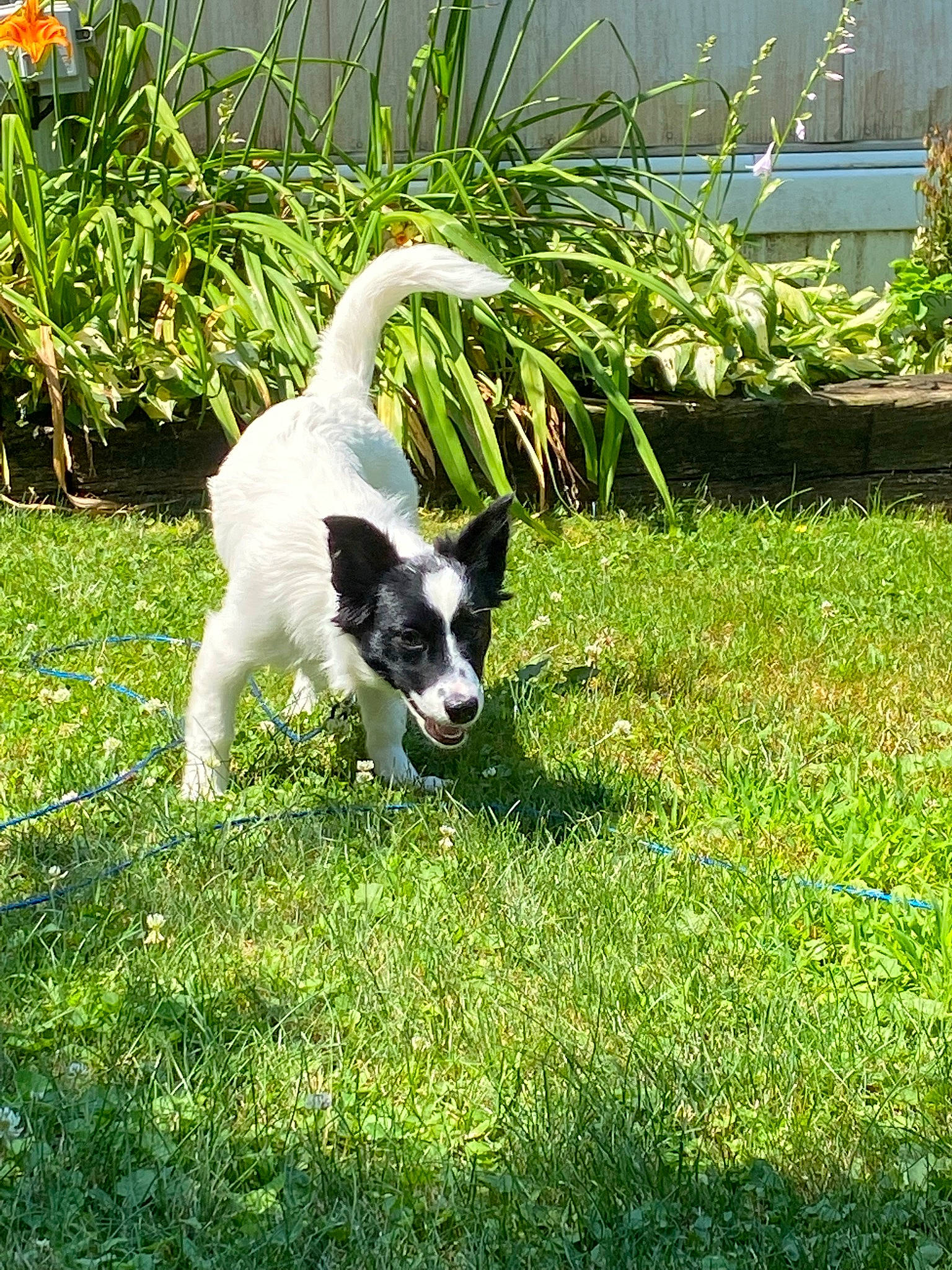 Bailey joined the competition — help win amazing prizes! canidae, carnivore, companion_dog, dog, dog_breed, garden, grass, grassland, groundcover, lawn, non_sporting_group, pasture, plant, sporting_group, tail, yard