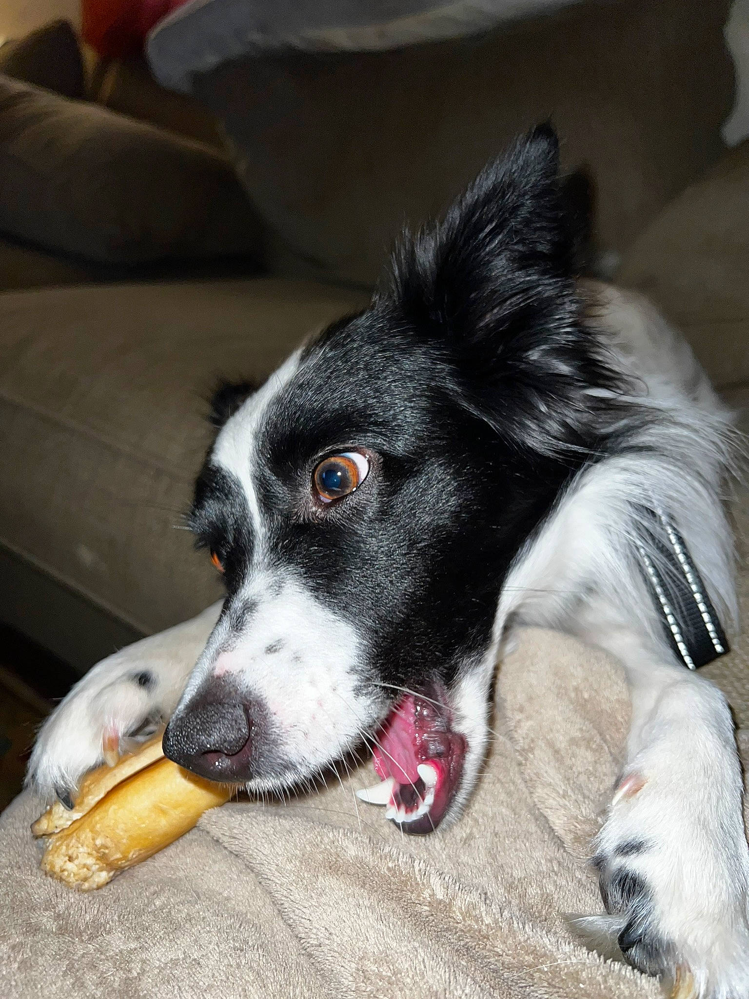 Bailey joined the competition — help win amazing prizes! canidae, carmine, carnivore, collar, comfort, companion_dog, couch, dog, dog_breed, dog_collar, dog_supply, foot, fur, herding_dog, paw, snout, sporting_group, whiskers, working_animal, working_dog