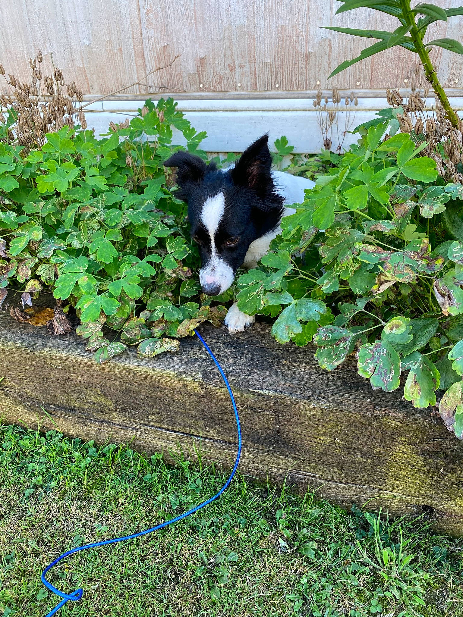 Bailey is registered to the contest to win money with this photo: annual_plant, canidae, carnivore, companion_dog, dog, dog_breed, garden, gardening, grass, groundcover, hedge, herb, non_sporting_group, plant, shrub, soil, sporting_group, tail, working_animal, yard