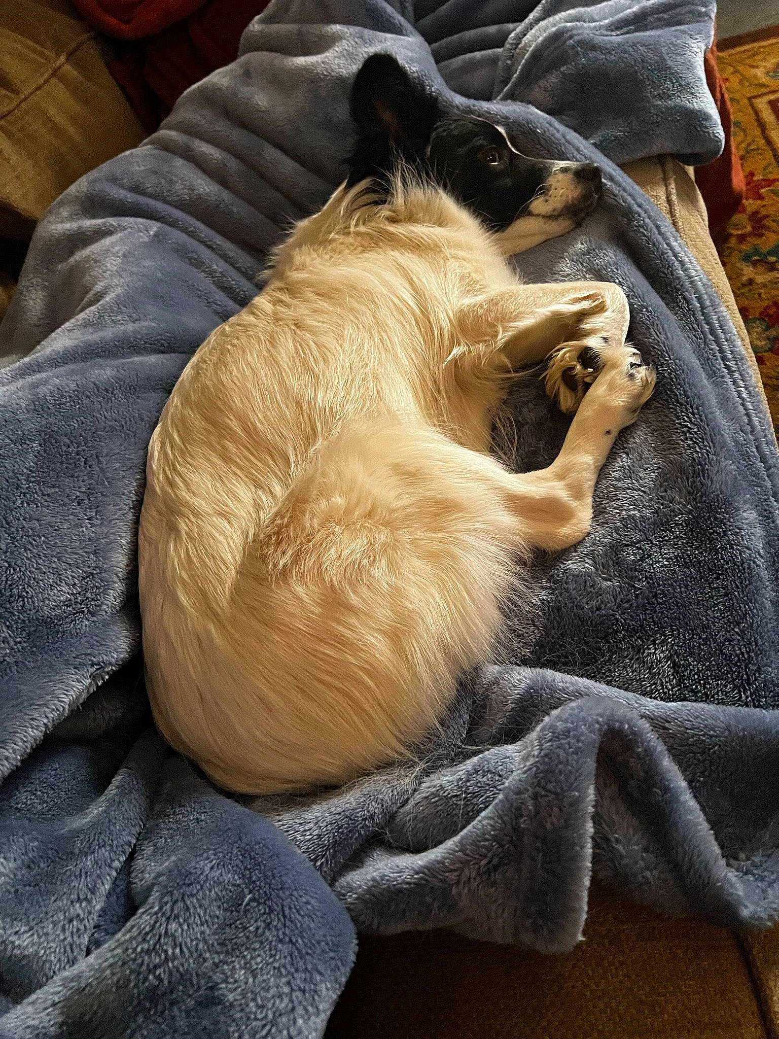 Bailey is registered to the contest to win money with this photo: canidae, carnivore, cat, comfort, companion_dog, dog_breed, fawn, felidae, fur, linens, liver, nap, sleep, small_to_medium_sized_cats, snout, sporting_group, tail, whiskers, wood, wrinkle