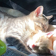 Titus And Papi is registered to the contest to win money with this photo: carnivoran, cat, cat_like_mammal, domestic_short_haired_cat, eye, fauna, fur, kitten, mammal, nap, skin, small_to_medium_sized_cats, snout, vertebrate, whiskers