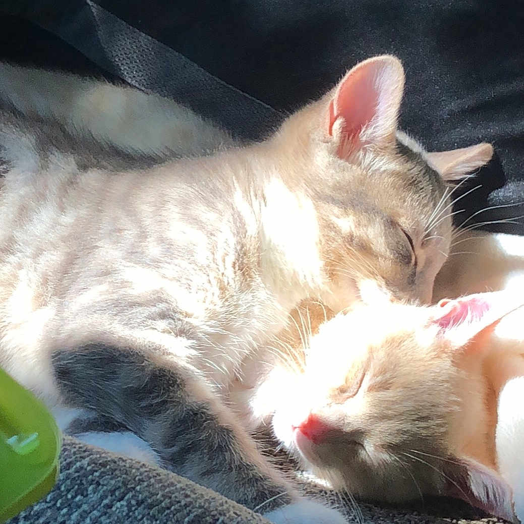 Titus And Papi