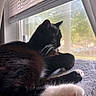 cat, black_and_white, tuxedo_cat, pet, animal, feline, whiskers, paws, pink_paw_pads, fur, relaxed, lounging, sleepy, profile, windowsill, window, blinds, indoor, blanket, sunlight