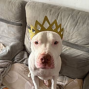 Raya a rejoint le concours — aidez-le/la à gagner de superbes lots ! dog, white_dog, crown, gold_crown, sofa, couch, blanket, indoor, pet, portrait, canine, muzzle, nose, eyes, ears, sitting, toy, fabric, cute, calm