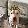 dog, white_dog, crown, gold_crown, sofa, couch, blanket, indoor, pet, portrait, canine, muzzle, nose, eyes, ears, sitting, toy, fabric, cute, calm