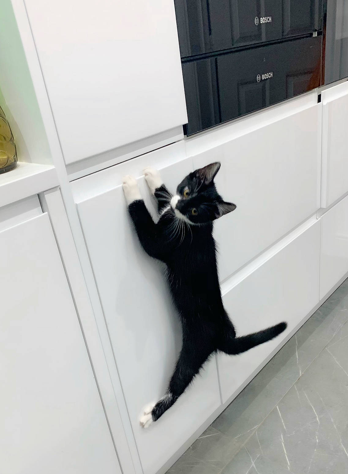 Cj is registered to the contest to win money with this photo: black, black_and_white, black_cat, carnivore, cat, domestic_short_haired_cat, felidae, floor, flooring, fur, house, polydactyl_cat, room, small_to_medium_sized_cats, tail, tile, whiskers, window