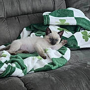 Sage is registered to the contest to win money with this photo: kitten, cat, siamese, pet, animal, blanket, green, white, shamrock, couch, gray, fur, cute, young, relaxed, indoor, soft, paw, resting, cozy