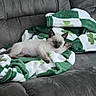 kitten, cat, siamese, pet, animal, blanket, green, white, shamrock, couch, gray, fur, cute, young, relaxed, indoor, soft, paw, resting, cozy
