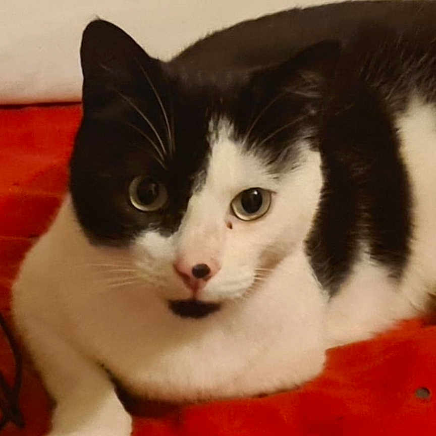 Pineapple is registered to the contest to win money with this photo: animal, bed, bedroom, blanket, cat, couch, cushion, face, furniture, head, homedecor, indoors, kitten, manx, person, pet, photography, portrait, room, sleeping