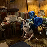 George is registered to the contest to win money with this photo: dog, indoor, living_room, carpet, couch, blanket, lamp, wood_paneling, pet, sitting, animal, furniture, household_items, remote_control, mirror, table, bowl, clutter, floor, casual