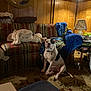 dog, indoor, living_room, carpet, couch, blanket, lamp, wood_paneling, pet, sitting, animal, furniture, household_items, remote_control, mirror, table, bowl, clutter, floor, casual