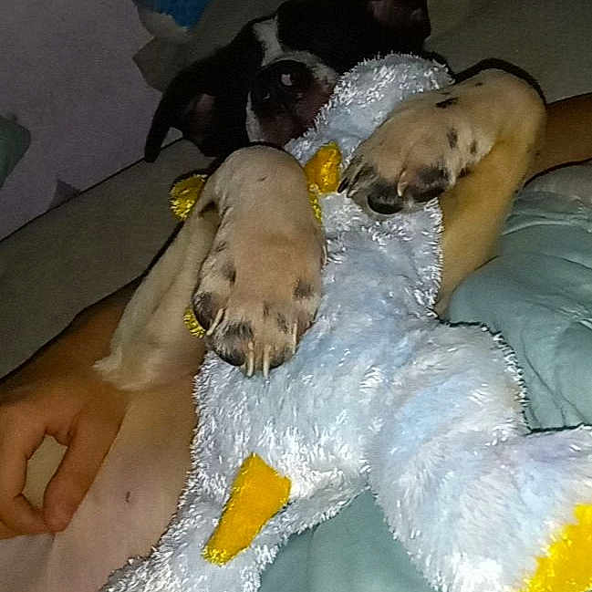 Link is registered to the contest to win money with this photo: canidae, carnivore, comfort, companion_dog, couch, dog, dog_breed, fur, linens, nap, plush, room, sporting_group, stuffed_toy, tail, teddy_bear, toy, working_animal