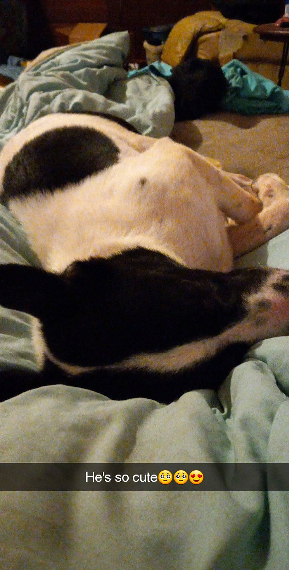 Link joined the competition — help win amazing prizes! carnivore, comfort, companion_dog, dog, dog_breed, fawn, felidae, fur, guard_dog, linens, mammal, paw, puppy_love, small_to_medium_sized_cats, snout, tail, terrestrial_animal, vertebrate, whiskers, working_animal