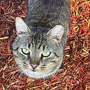 Ozzie joined the competition — help win amazing prizes! cat, tabby, green_eyes, whiskers, outdoor, wood_chips, nature, pet, animal, feline, close_up, curious, fur, ears, face, ground, texture, daylight, looking_up, wildlife