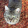 cat, tabby, green_eyes, whiskers, outdoor, wood_chips, nature, pet, animal, feline, close_up, curious, fur, ears, face, ground, texture, daylight, looking_up, wildlife