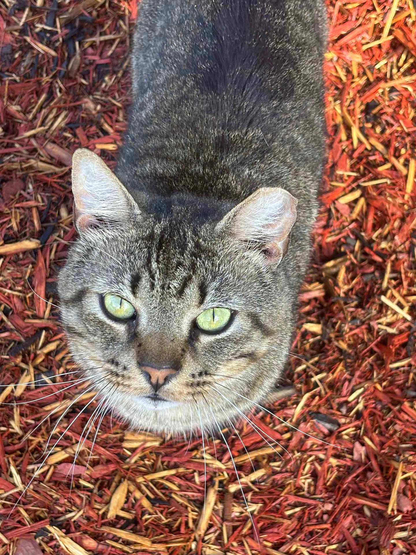 Ozzie joined the competition — help win amazing prizes! cat, tabby, green_eyes, whiskers, outdoor, wood_chips, nature, pet, animal, feline, close_up, curious, fur, ears, face, ground, texture, daylight, looking_up, wildlife