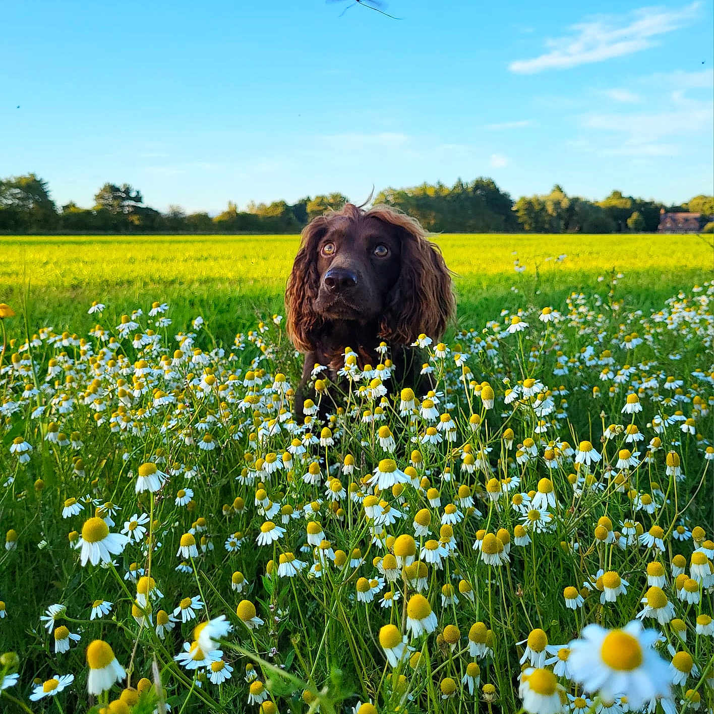 Milo is registered to the contest to win money with this photo: animal, blue_sky, brown_dog, canine, curious, daisies, daylight, dog, flower_field, grass, green_grass, insect, nature, outdoor, pets, plants, scenic, summer, sunlight, wildflowers