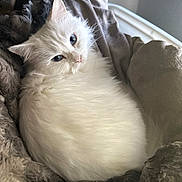 Sakura joined the competition — help win amazing prizes! cat, white_cat, blue_eyes, fluffy, pet, feline, resting, cozy, blanket, indoor, fur, cute, animal, sleepy, relaxed, closeup, soft, comfort, domestic_cat, portrait