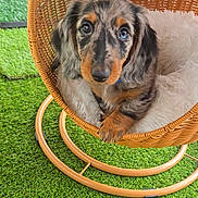 Teddy participe au concours pour gagner de l'argent avec cette photo : dog, puppy, dachshund, longhaired, pet, animal, brown, black, merle, floppy_ears, blue_collar, wide_eyes, sitting, wicker_chair, rocking_chair, cushion, artificial_grass, outdoor, portrait, cute