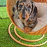 dog, puppy, dachshund, longhaired, pet, animal, brown, black, merle, floppy_ears, blue_collar, wide_eyes, sitting, wicker_chair, rocking_chair, cushion, artificial_grass, outdoor, portrait, cute