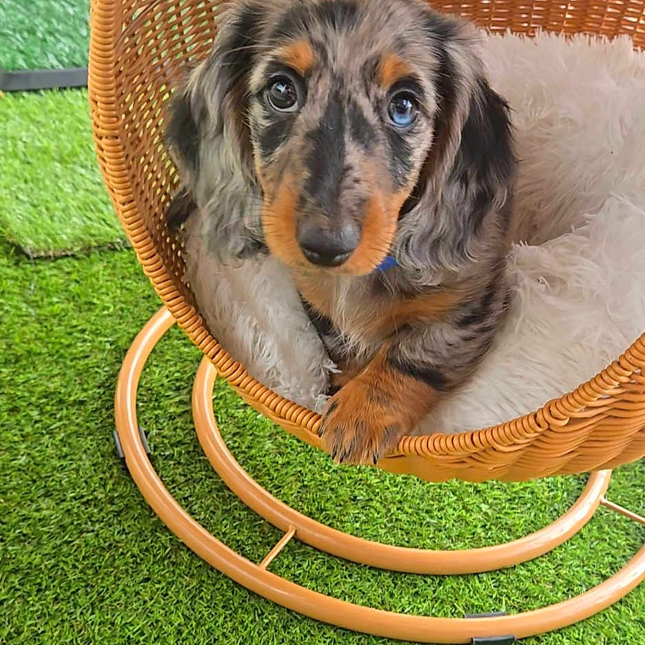 Teddy participe au concours pour gagner de l'argent avec cette photo : dog, puppy, dachshund, longhaired, pet, animal, brown, black, merle, floppy_ears, blue_collar, wide_eyes, sitting, wicker_chair, rocking_chair, cushion, artificial_grass, outdoor, portrait, cute