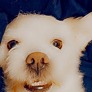Spaz is registered to the contest to win money with this photo: dog, close_up, white_fur, pet, animal, cute, smiling, nose, ears, face, fluffy, domestic_animal, canine, portrait, friendly, indoors, funny_expression, fur_texture, looking_at_camera, background