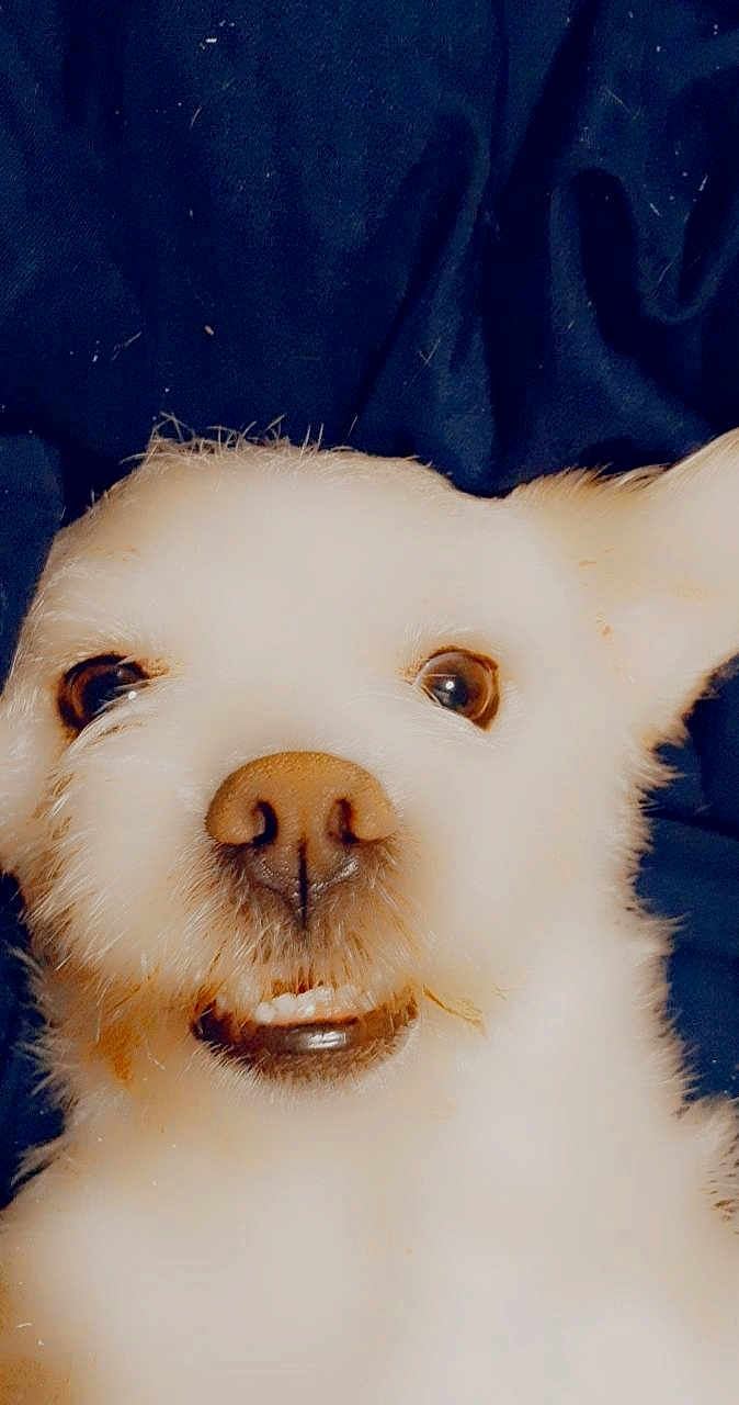 Spaz is registered to the contest to win money with this photo: dog, close_up, white_fur, pet, animal, cute, smiling, nose, ears, face, fluffy, domestic_animal, canine, portrait, friendly, indoors, funny_expression, fur_texture, looking_at_camera, background