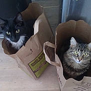 Waffles And Diesel is registered to the contest to win money with this photo: cat, cats, paper_bag, black_and_white_cat, tabby_cat, indoor, curious, pets, feline, whiskers, eyes, sitting, floor, container, household, cute, domestic_animal, animal, two_cats, curiosity