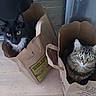 cat, cats, paper_bag, black_and_white_cat, tabby_cat, indoor, curious, pets, feline, whiskers, eyes, sitting, floor, container, household, cute, domestic_animal, animal, two_cats, curiosity