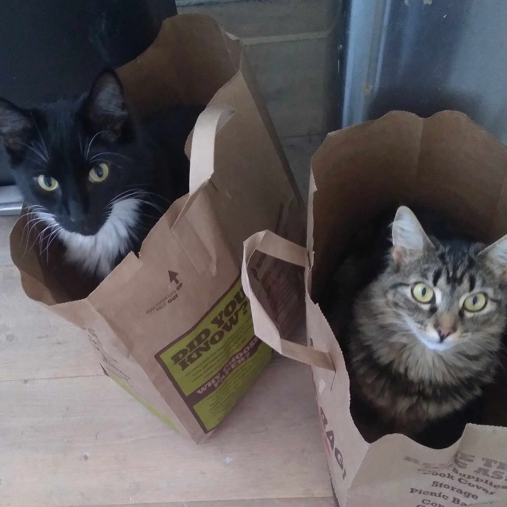 Waffles And Diesel is registered to the contest to win money with this photo: cat, cats, paper_bag, black_and_white_cat, tabby_cat, indoor, curious, pets, feline, whiskers, eyes, sitting, floor, container, household, cute, domestic_animal, animal, two_cats, curiosity